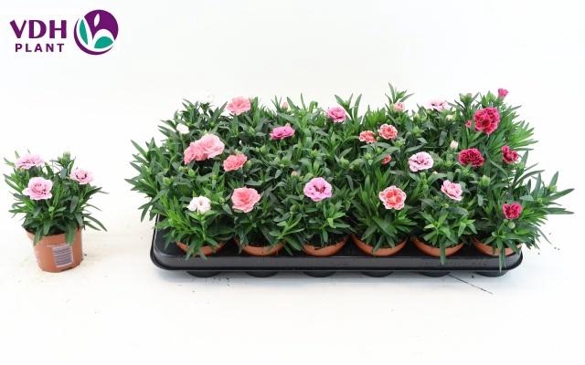 <h4>DIAN OSC GEM</h4>