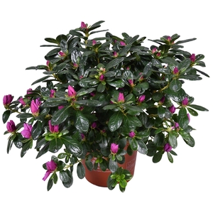 Azalea 'Ostalett' paars 13cm
