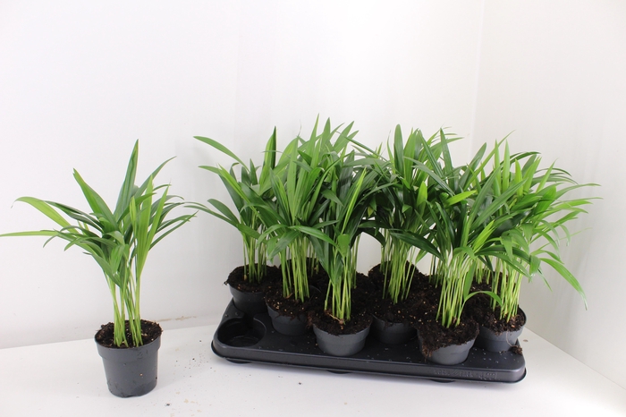 <h4>DYPSIS LUTESCENS</h4>