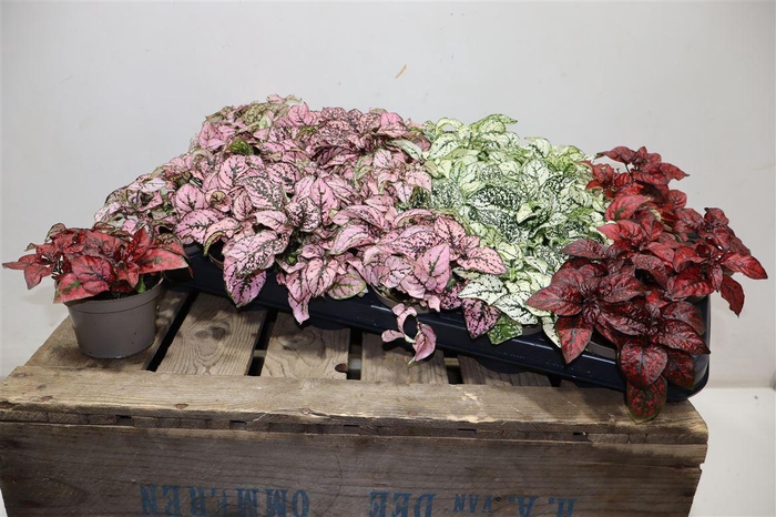 <h4>Hypoest Gem</h4>