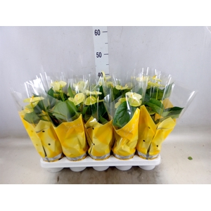Anthurium andr. 'Vanilla'
