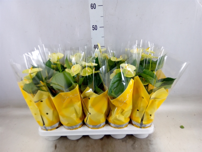 <h4>Anthurium andr. 'Vanilla'</h4>