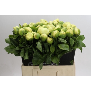 Paeonia Lemon Chiffon