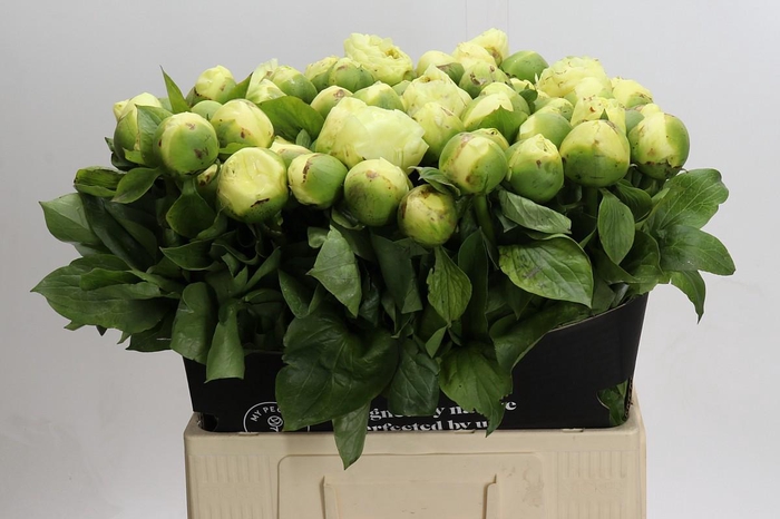 <h4>Paeonia Lemon Chiffon</h4>