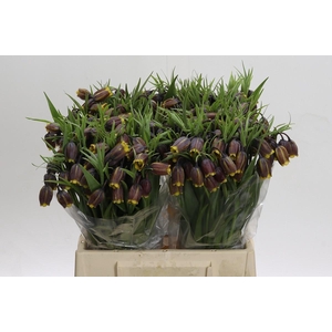 Fritillaria Uva-vulpis