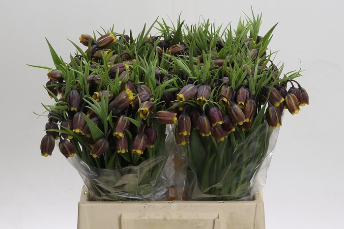 <h4>Fritillaria Uva-vulpis</h4>
