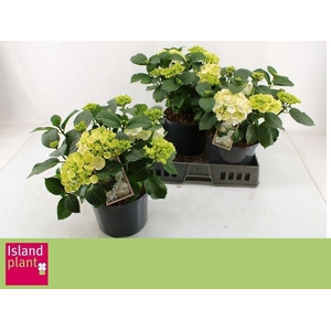 Hydrangea m. 'Schneeball'