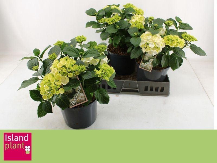 <h4>Hydrangea m. 'Schneeball'</h4>