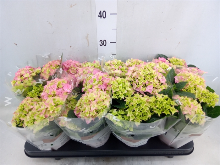 <h4>Hydrangea mac. 'Sarena'</h4>