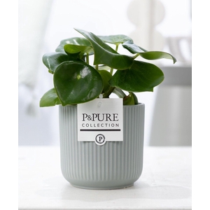 Peperomia Raindrop in P&PURE Sophie ceramics green