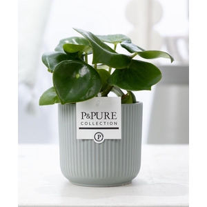 Peperomia Raindrop in P&PURE Sophie ceramics green
