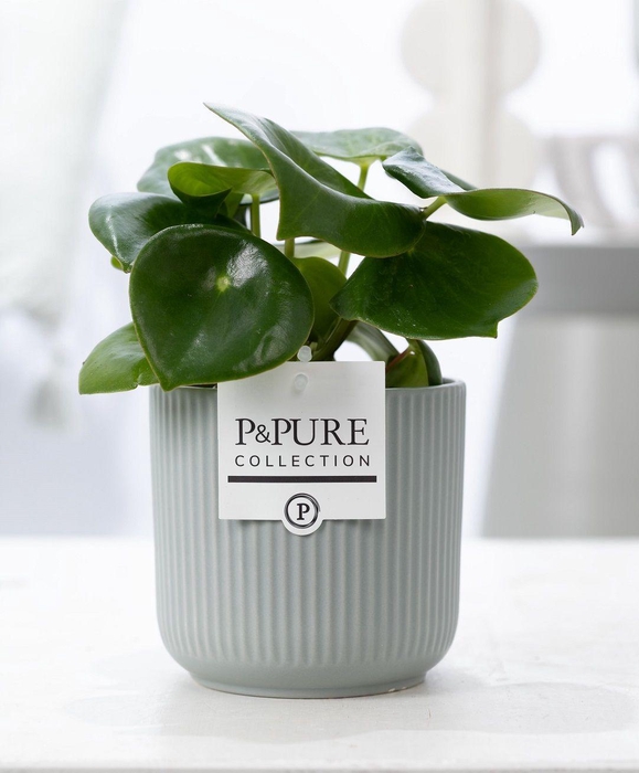 <h4>Peperomia Raindrop in P&PURE Sophie ceramics green</h4>