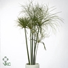 Siergras Cyperus Papyrus