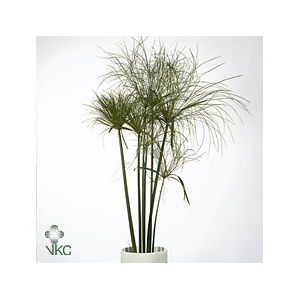 Cyperus papyrus