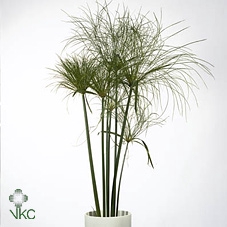 <h4>Cyperus papyrus</h4>