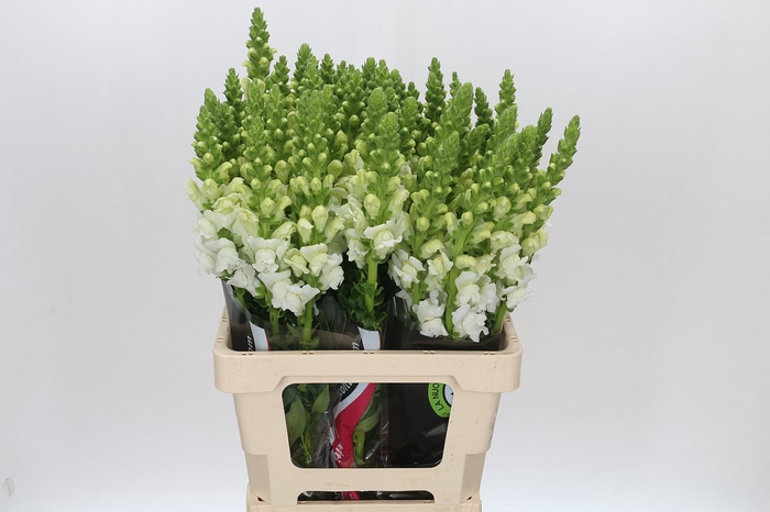 <h4>Antirrhinum Potomac White</h4>