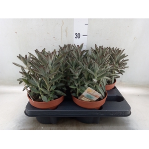 Kalanchoe NF tomentosa