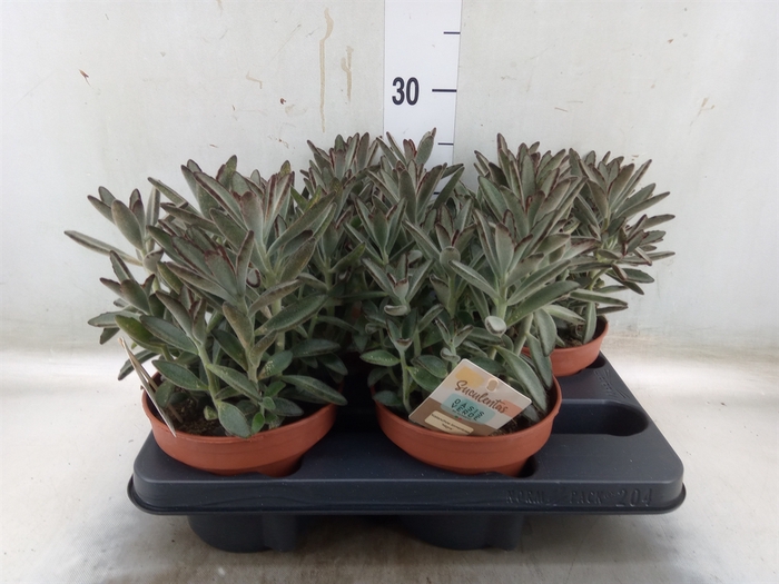 <h4>Kalanchoe NF tomentosa</h4>