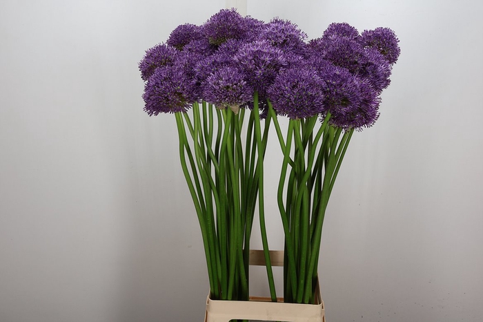<h4>Allium Gladiator</h4>