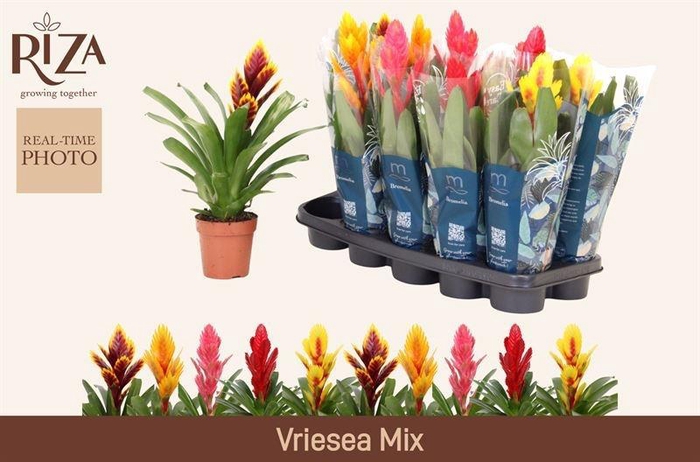 <h4>VRIES GEM 5 SRT</h4>