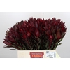 Leucadendron Saf Sunset Dark Red