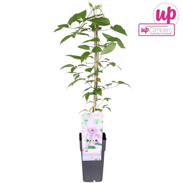 <h4>Clematis Hagley Hybrid P15</h4>