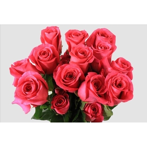 Rosa ec pink floyd