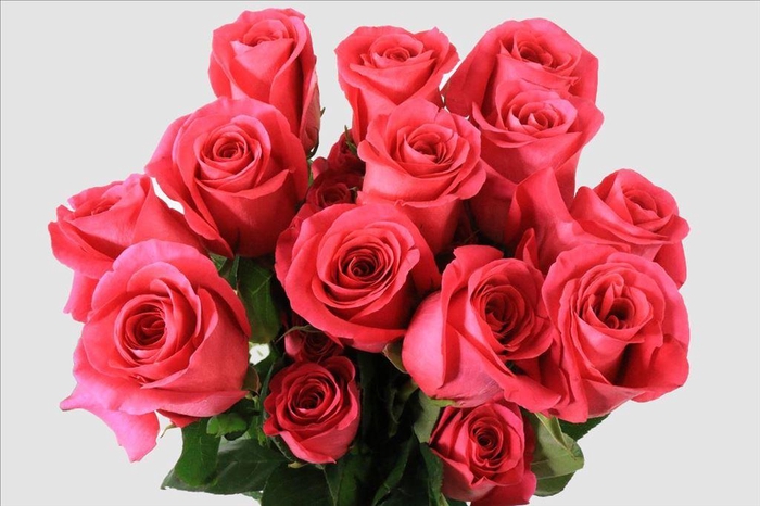 <h4>Rosa ec pink floyd</h4>
