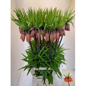 FRIT IMPERIALIS