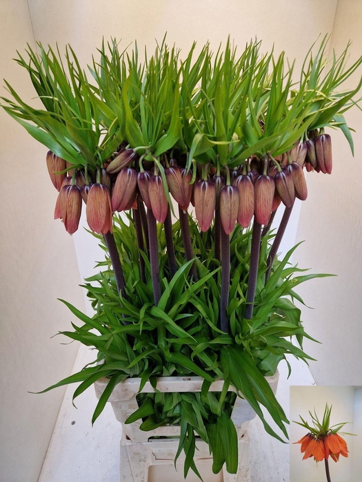 <h4>FRIT IMPERIALIS</h4>