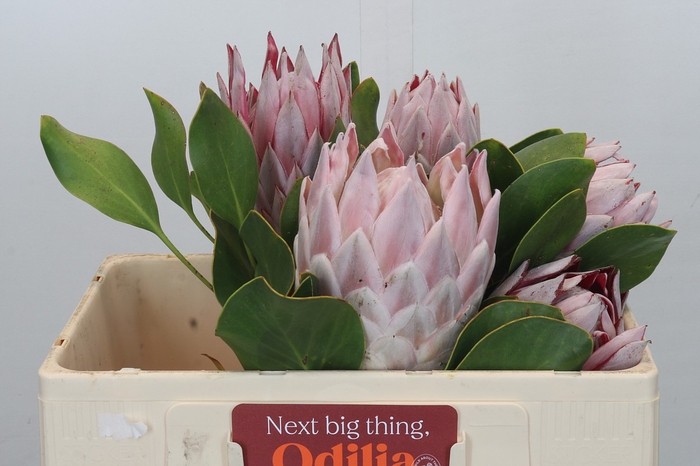 <h4>Protea Cynaroides</h4>