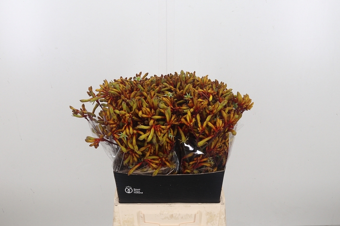 Anigozanthos Orange Velvet