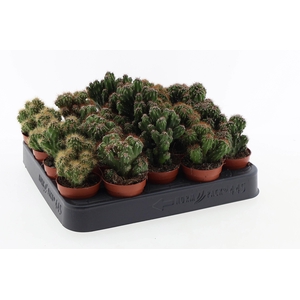 Cactus rots mix