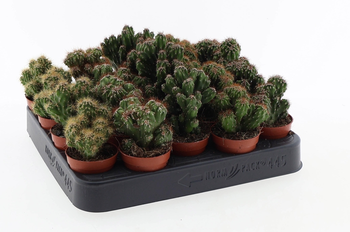 <h4>Cactus rots mix</h4>
