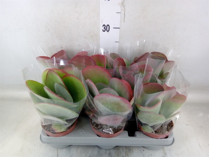 <h4>Kalanchoe NF thyrsiflora 'Red Lips'</h4>