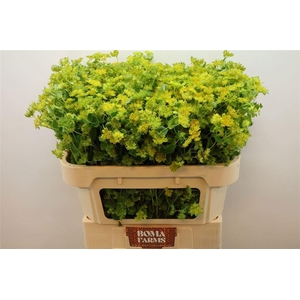 BUPLEURUM ROTUNDIFOL