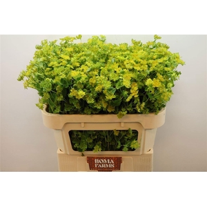 BUPLEURUM ROTUNDIFOL