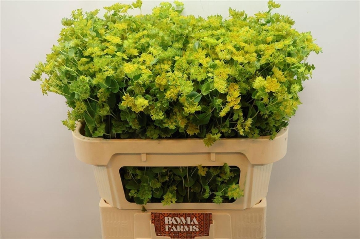 <h4>BUPLEURUM ROTUNDIFOL</h4>