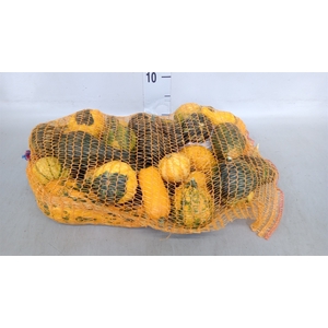 Cucurbita pepo   ...mix /stuk