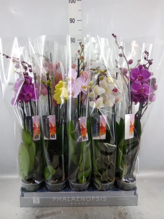 Phalaenopsis   ...mix  7