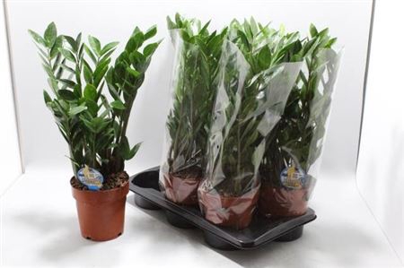 <h4>Zamio Zamiifolia 10+</h4>