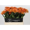 Dahlia Dr Phil
