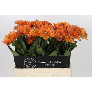 Dahlia Dr Phil