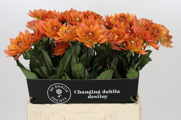 <h4>Dahlia Dr Phil</h4>