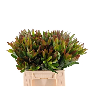 Leucadendron Ay African Sky