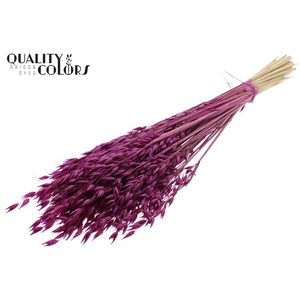 Avena Premium per bunch Lilac
