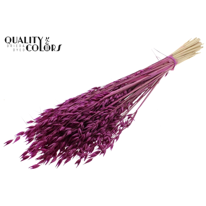 <h4>Avena Premium per bunch Lilac</h4>