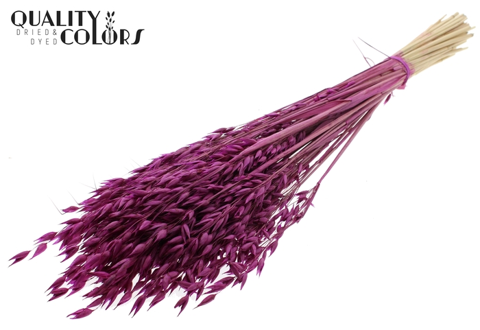 Avena Premium per bunch Lilac