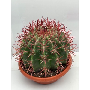 FEROCACTUS PILOSUS