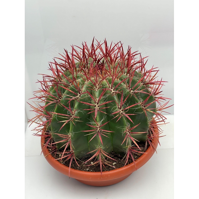 <h4>FEROCACTUS PILOSUS</h4>